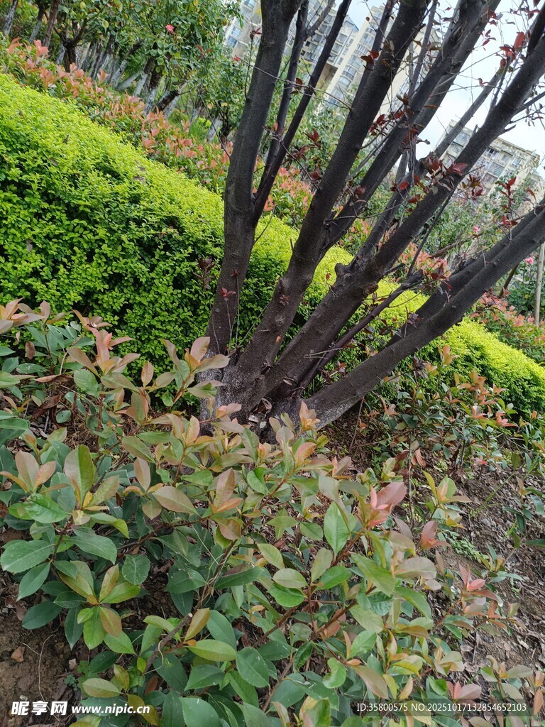 园林中的绿植与树木景观