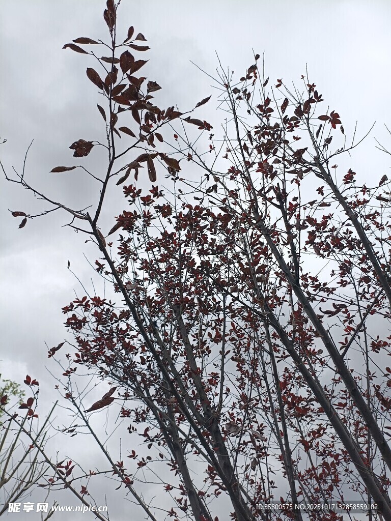 枝头残叶映灰白天空