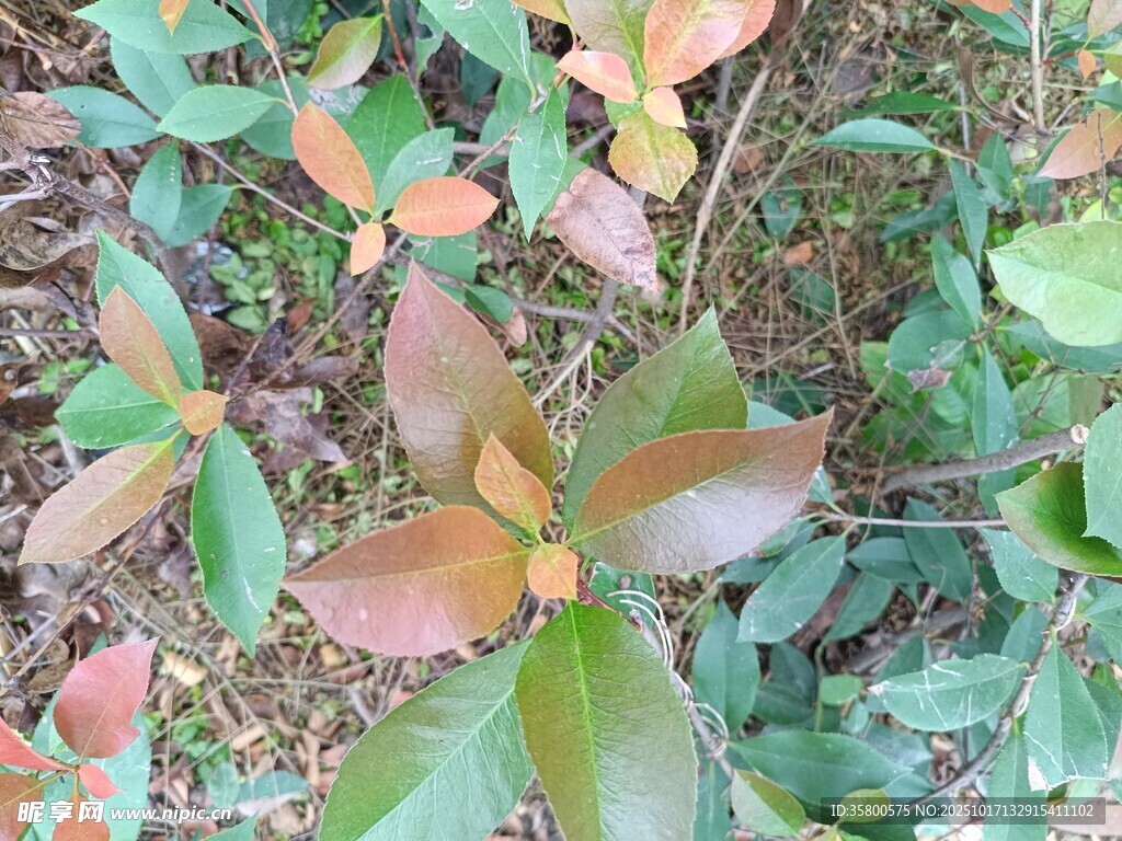 多彩叶片的植物景观