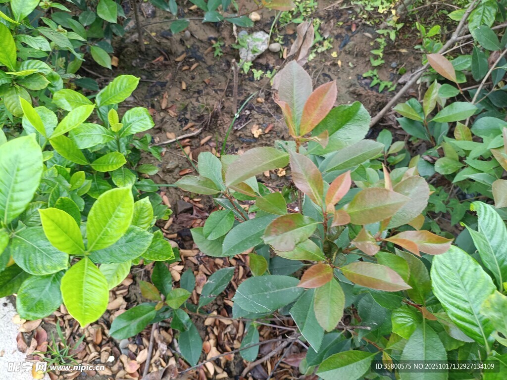 多彩绿植景观