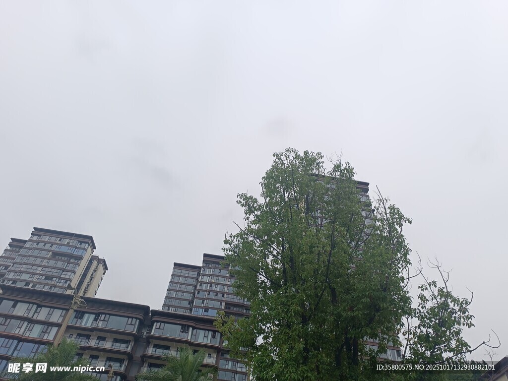 高楼旁的葱郁绿树