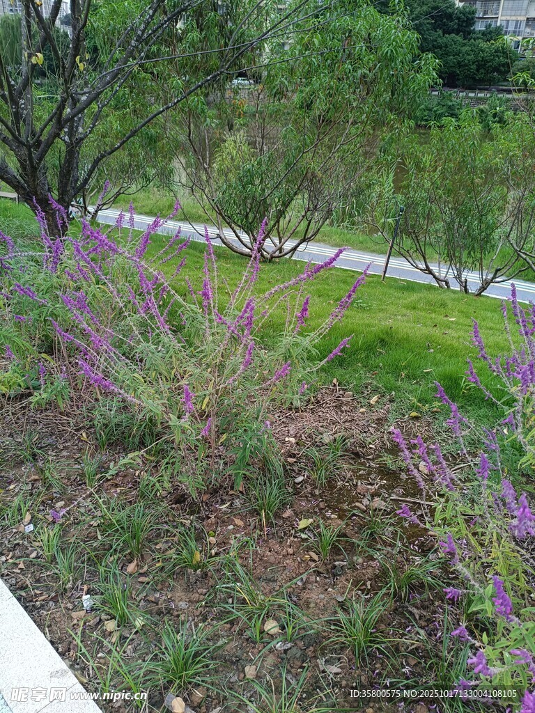 路边绽放的紫色野花