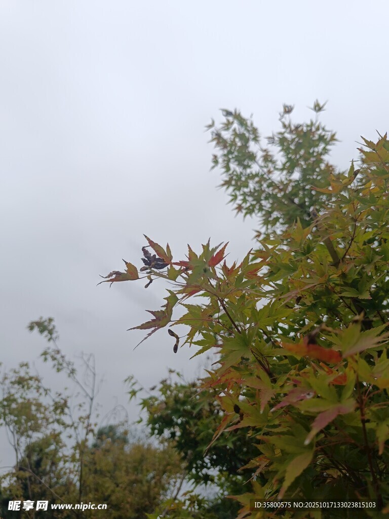 秋日树梢 