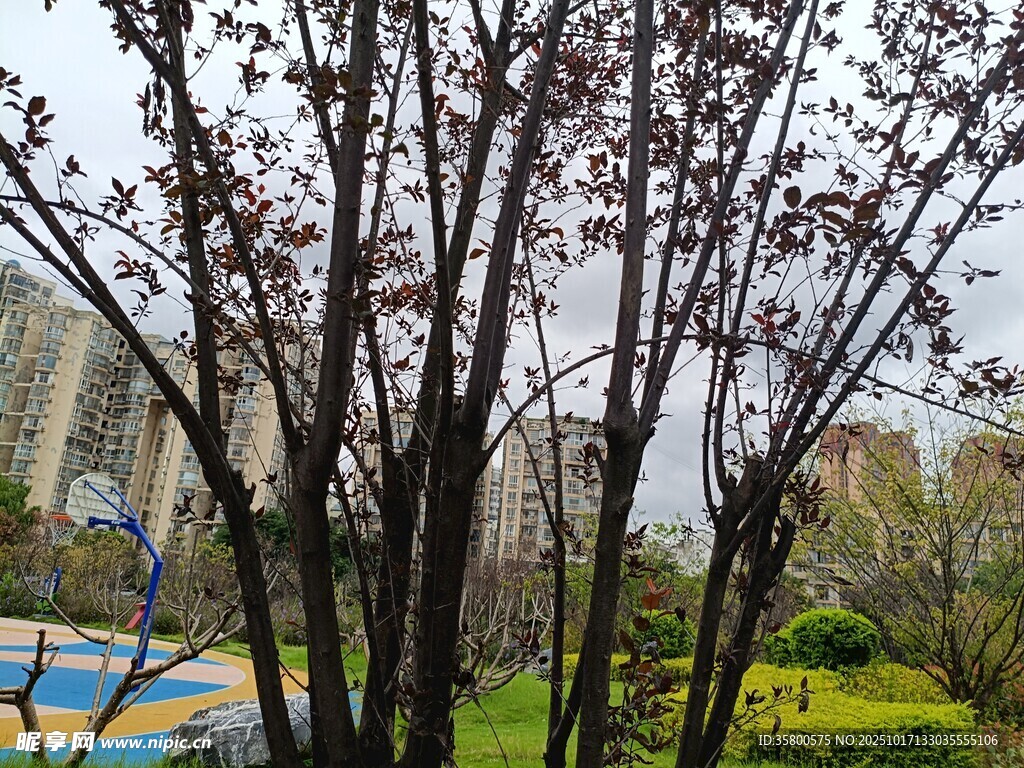 紫花绽放的树木景观