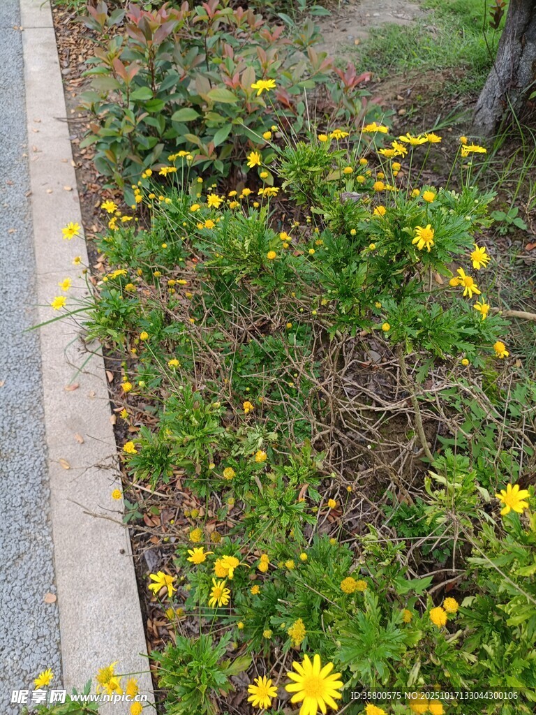 路边绽放的黄色小花