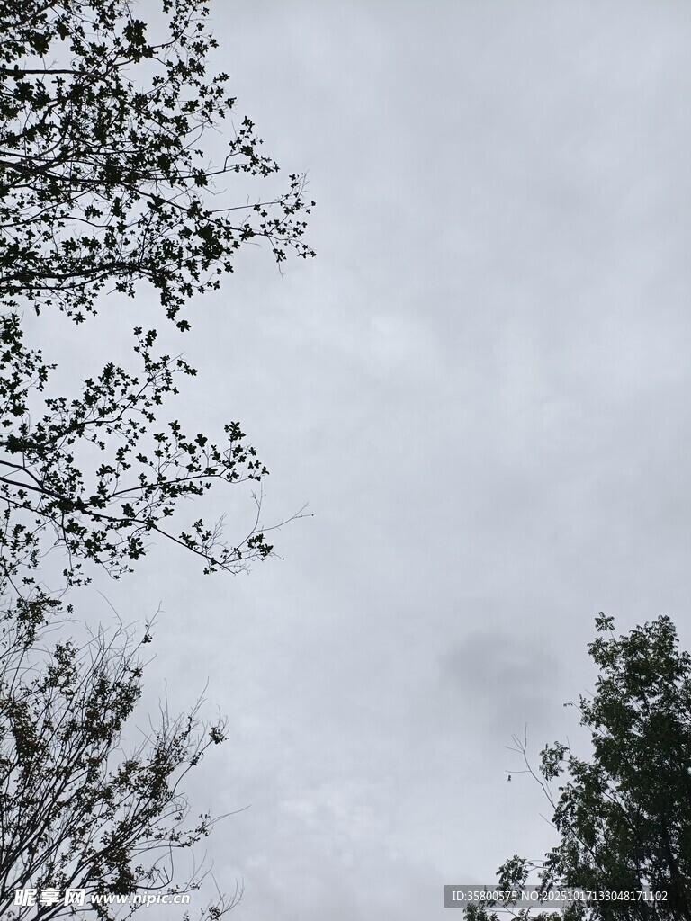 树梢间的灰白天空
