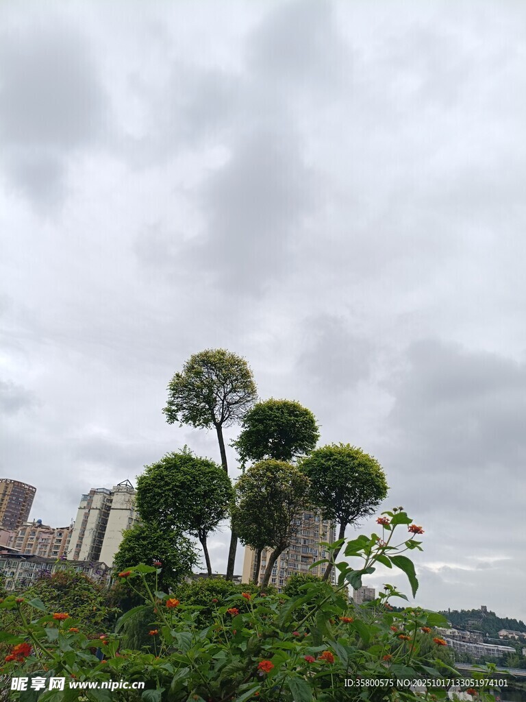 城市中独特造型的绿植景观