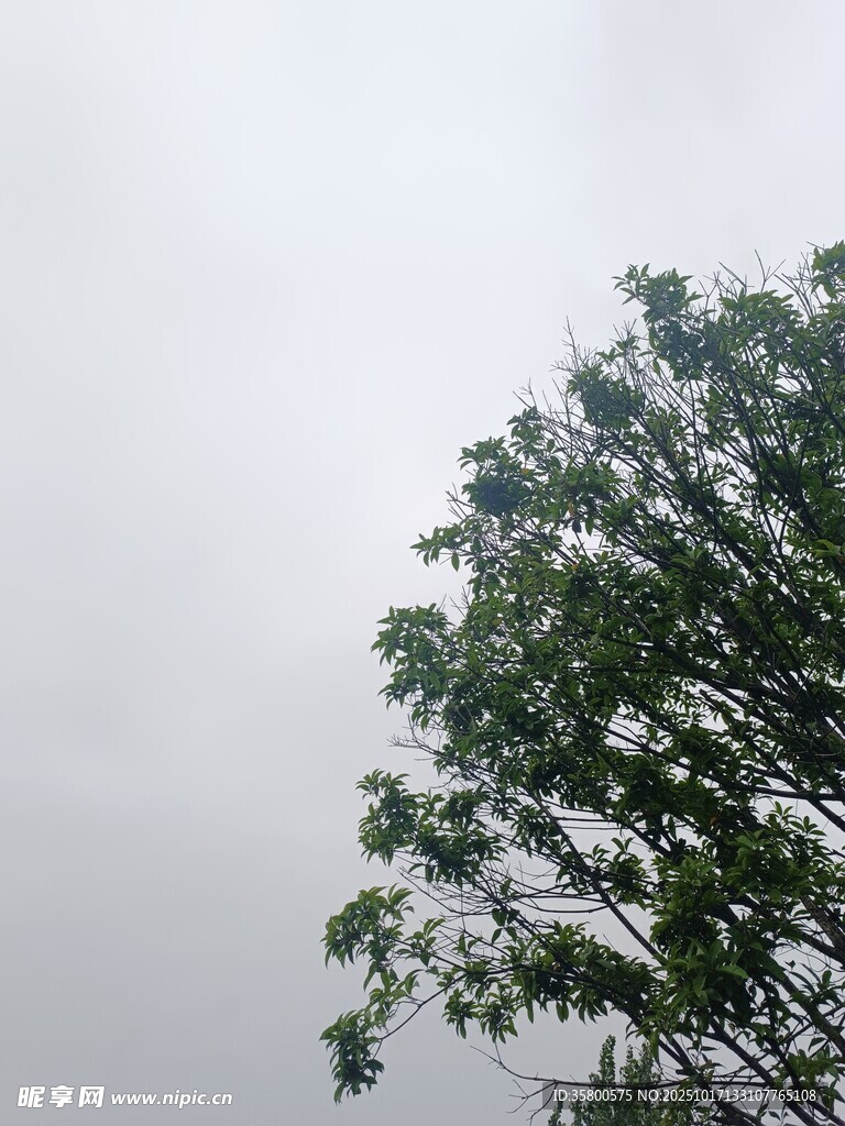 天空下的葱郁绿树