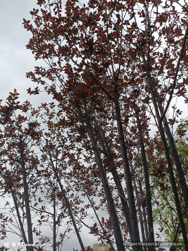 秋日枯树景象