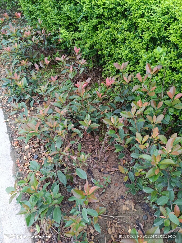 绿植景观