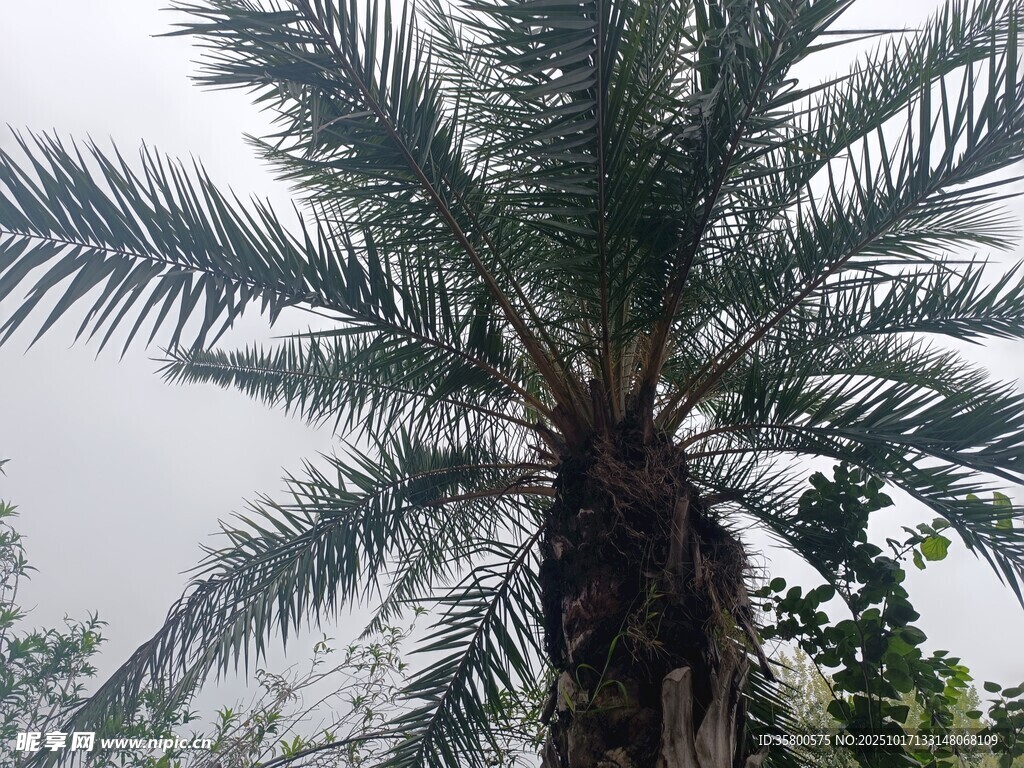 高大棕榈树 