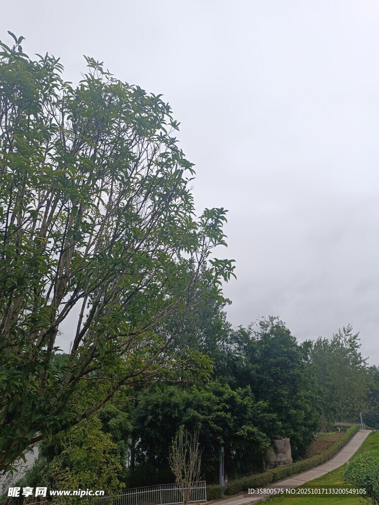 林间小道 
