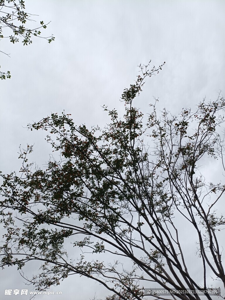 枝头绿意 
