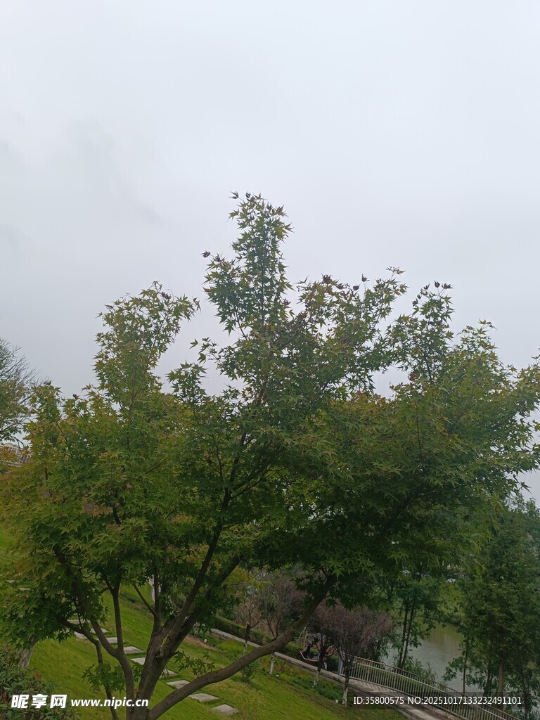 窗外绿树景致
