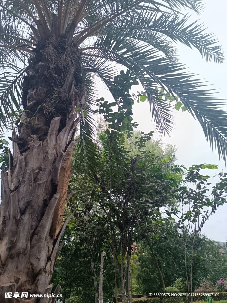 高大棕榈树与周边绿植