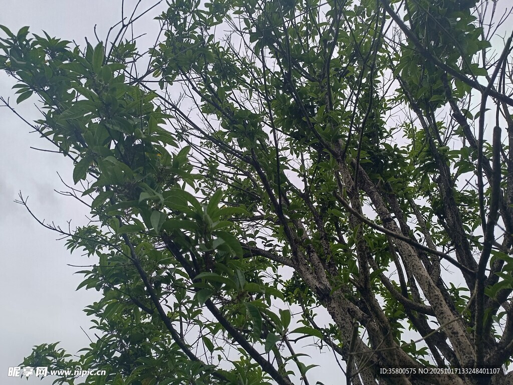枝叶繁茂的树木
