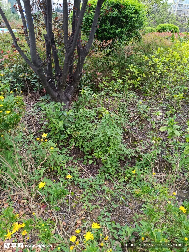 春日野外花草繁茂景象