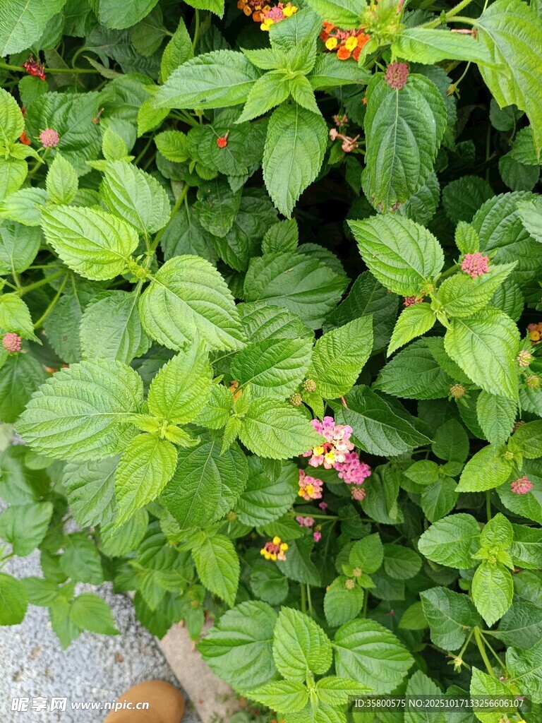 绿叶间的多彩小花