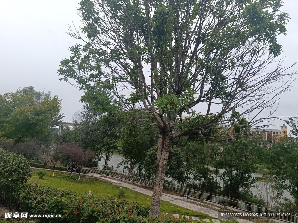 公园中的树木与绿植景观