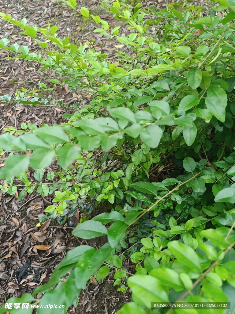 翠绿植物近景特写