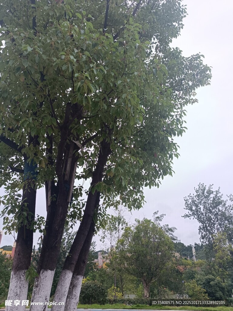 道路旁的高大绿树
