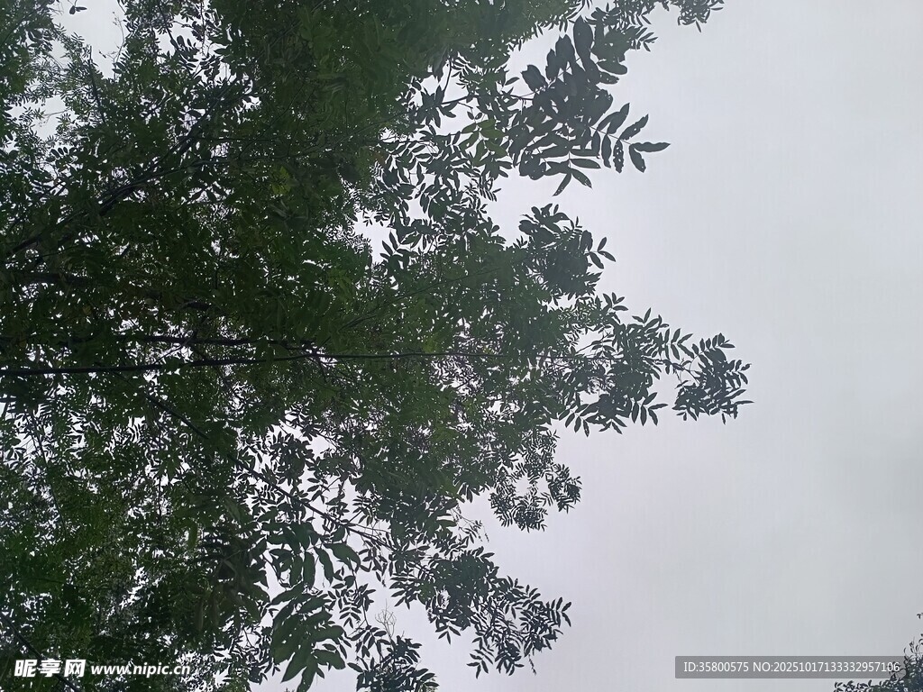仰视茂密枝叶与灰白天空