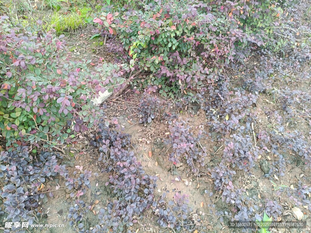 地面的紫色植物与泥土地