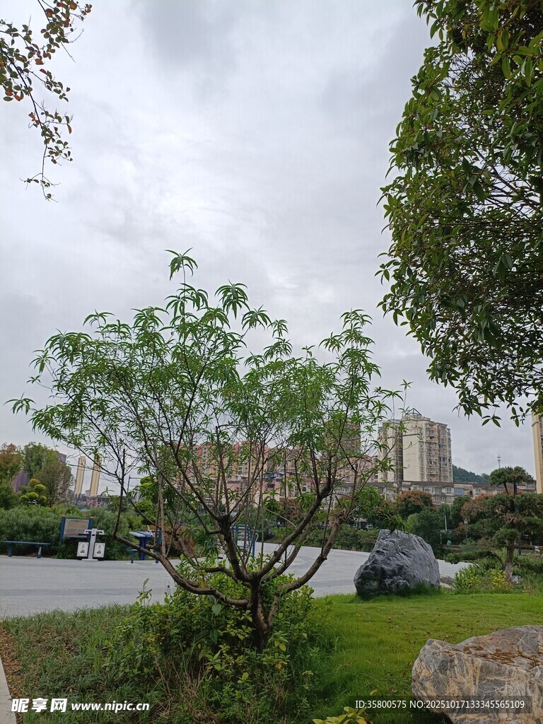户外自然风景中的露营场景