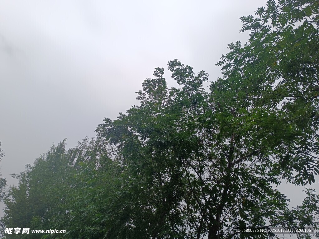 雾中树木景观