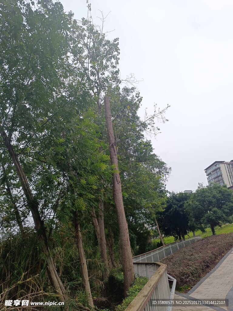 户外林间小道风景