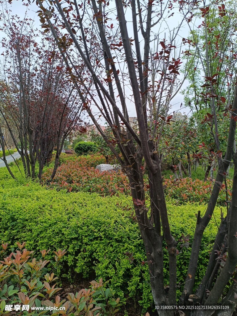 春日园林中的绿植与树木