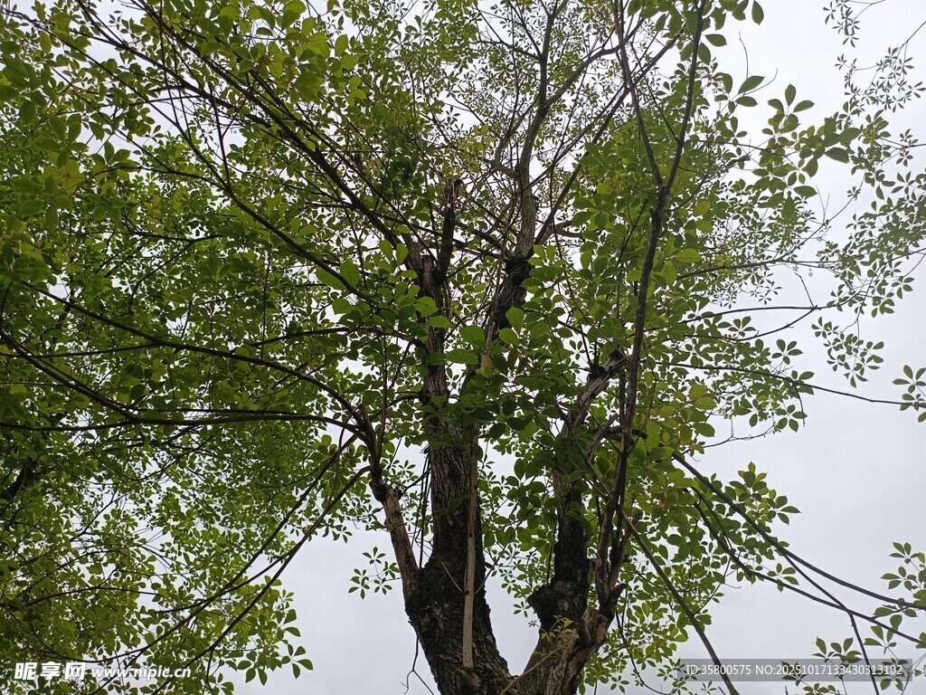 繁茂绿树 