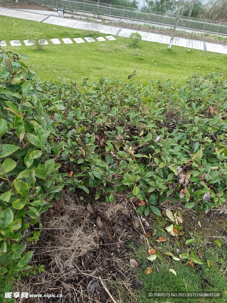 农田中的绿色植物景观