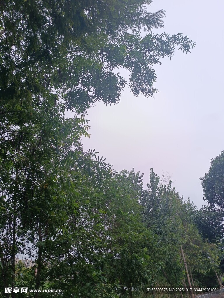 林间绿意盎然的树木景观