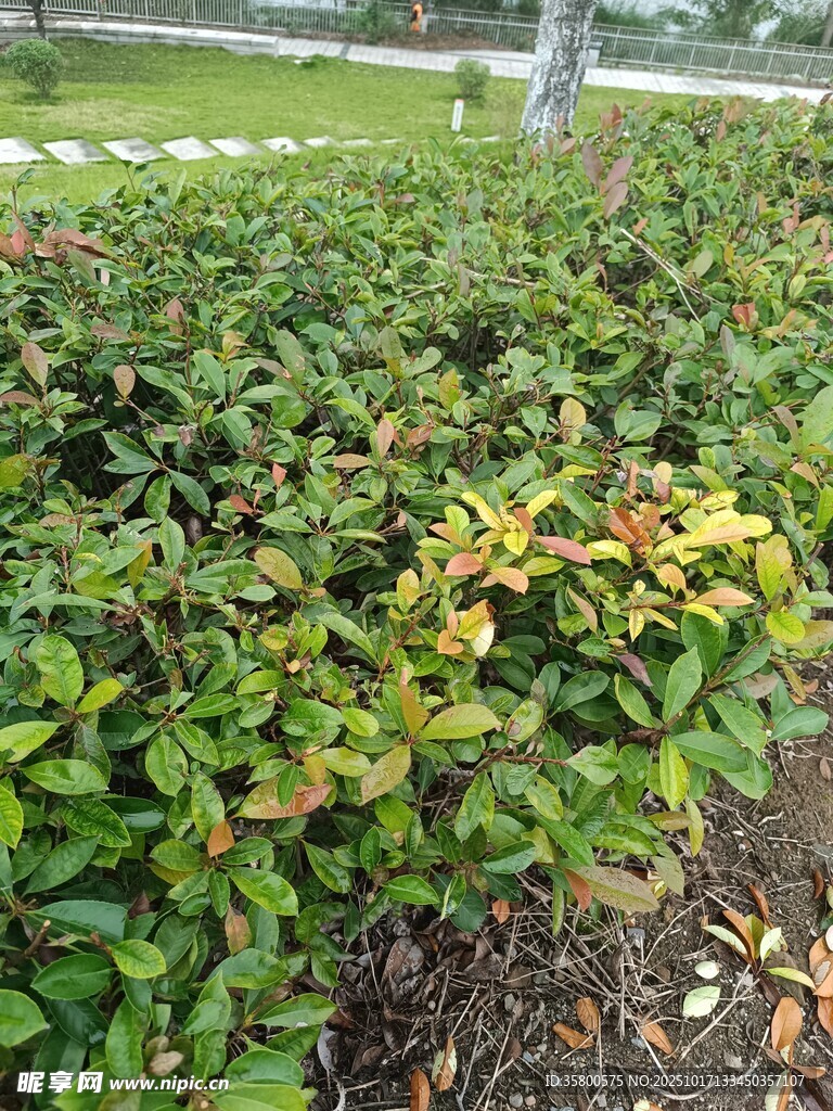 绿叶繁茂的灌木丛