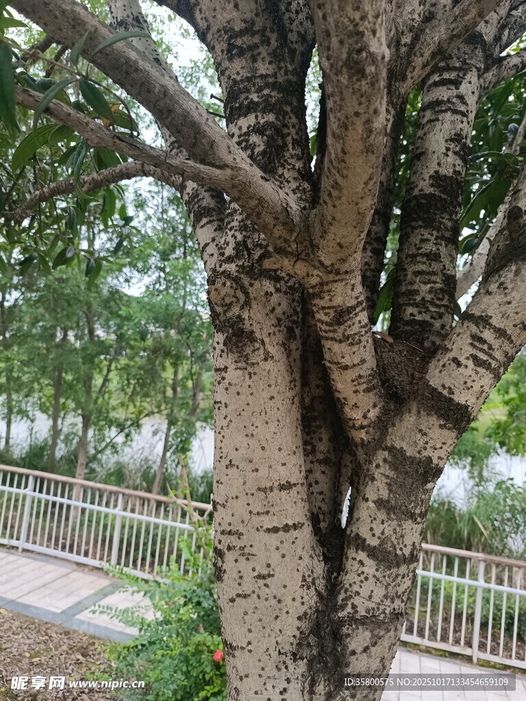 沧桑大树特写