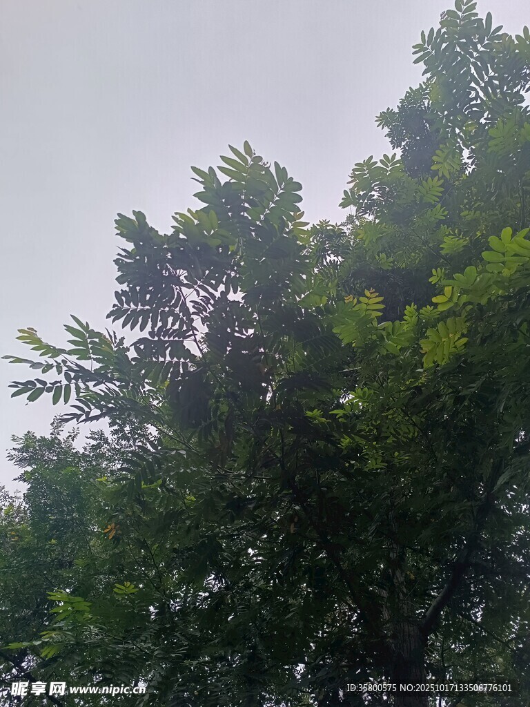 绿树成荫的自然景象