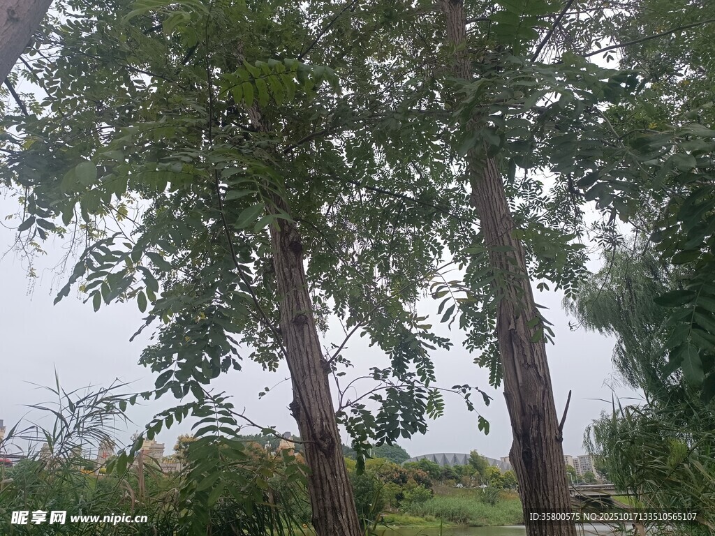 户外绿树风景