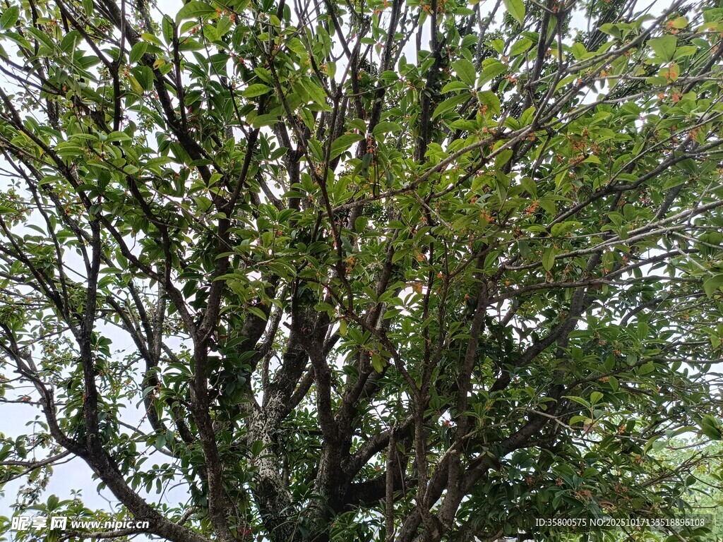 繁茂绿树 