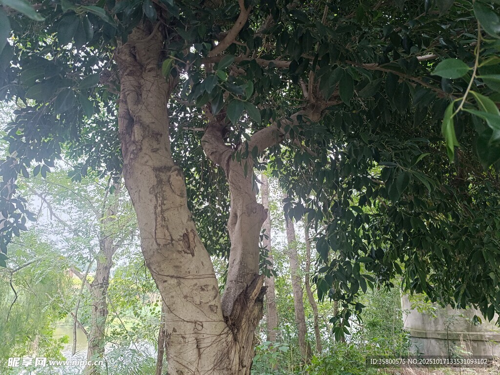 粗壮繁茂的大树