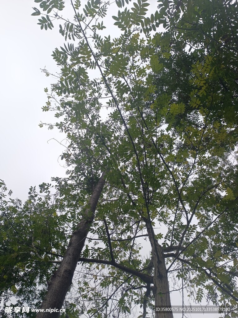 仰视茂密树林