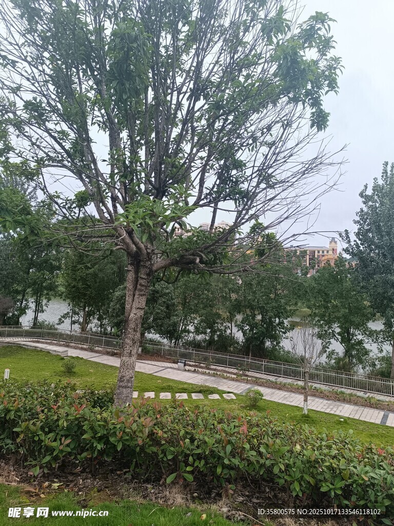 路边绿树与绿植景观
