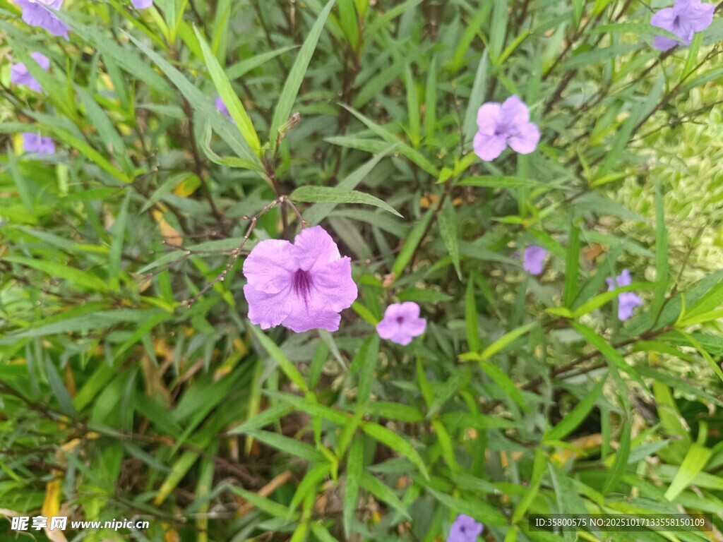 草丛中的紫色小花