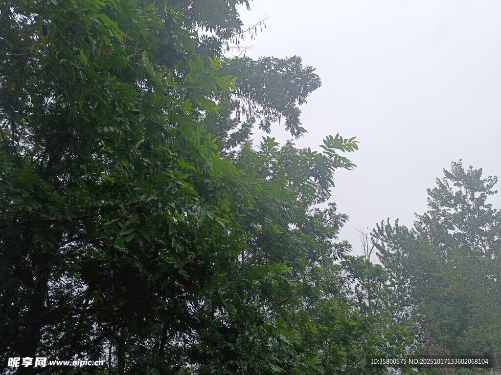 林间绿意 