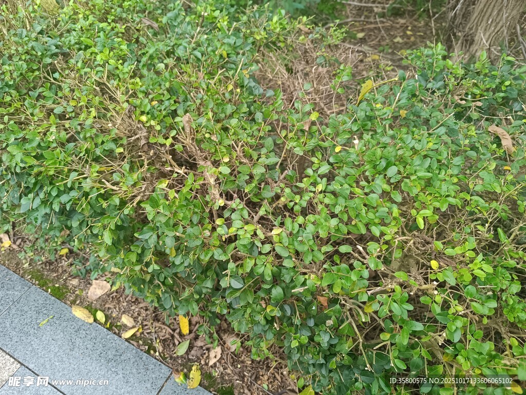 地面绿植景观