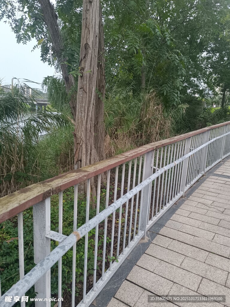 林间木质步道风景