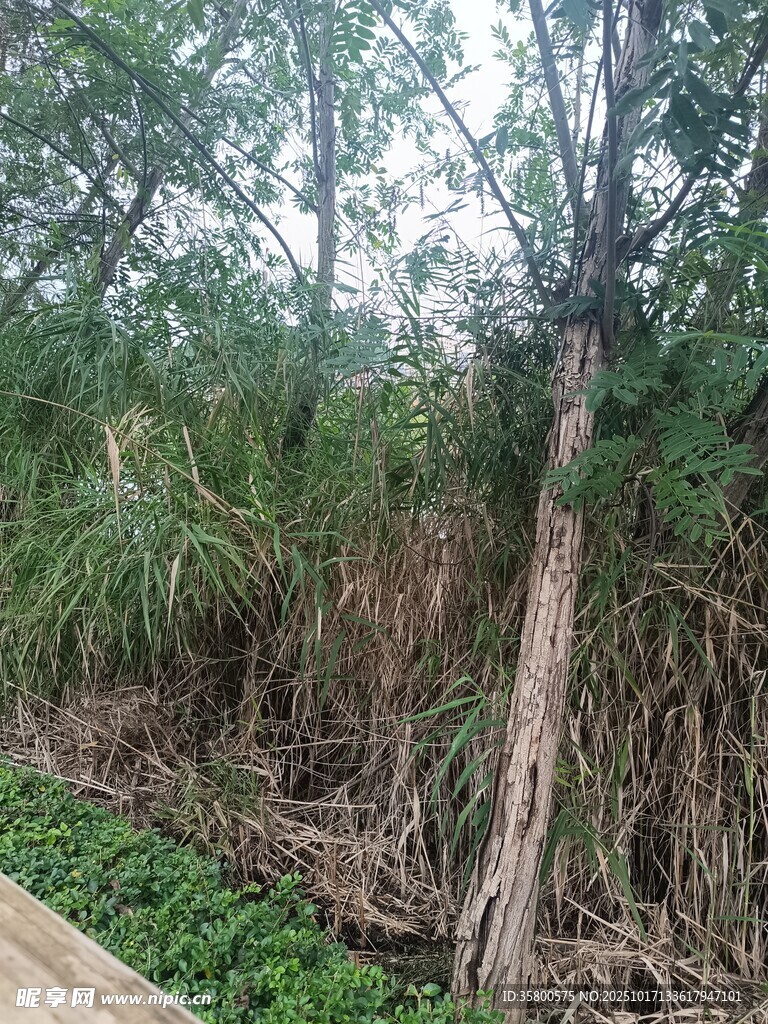 湿地岸边枯树与繁茂植被
