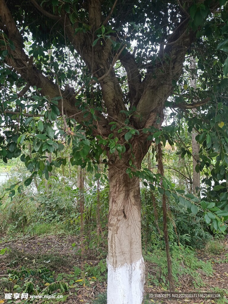 树干涂白的茂盛树木