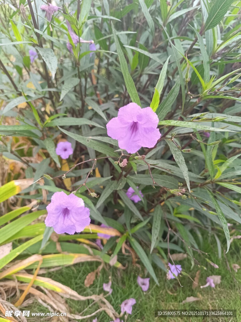紫色花卉绽放于绿叶间