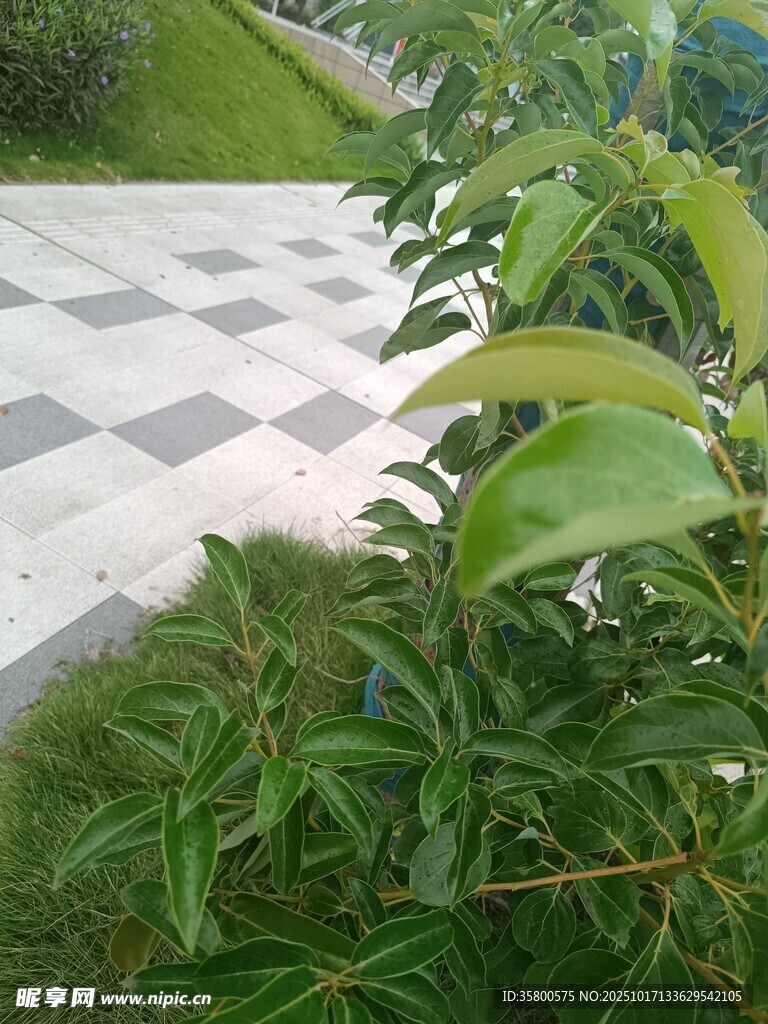 庭院绿植与方格小径